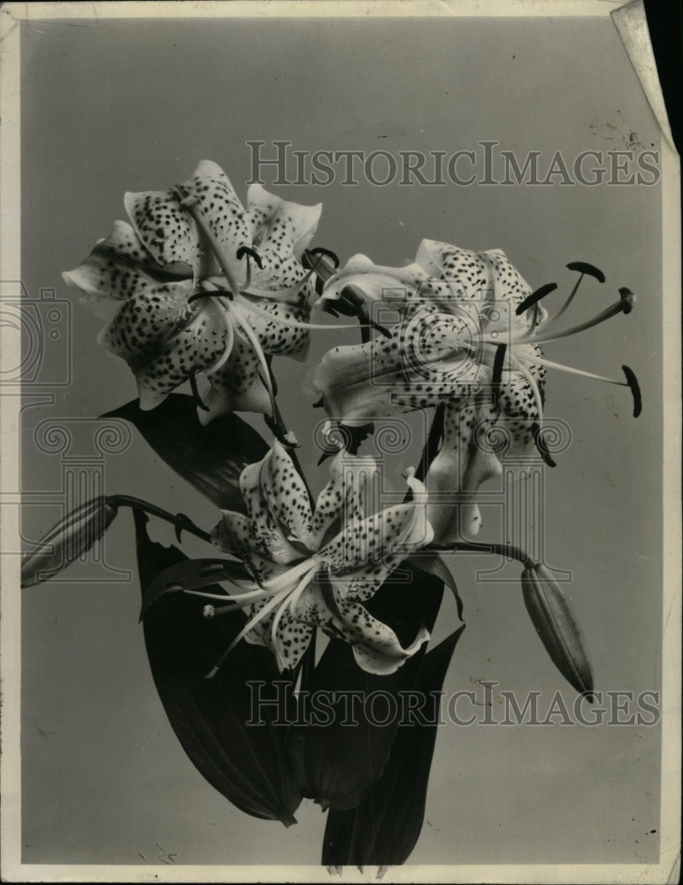 1956 Press Photo Pink Lilium Rebrum garden bloom plant - RRW75017 - Historic Images