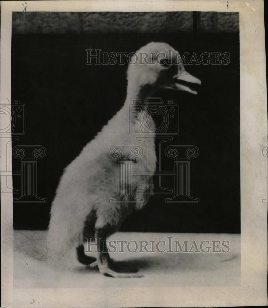 1949 Press Photo Shorthand require Job typing Bird - RRW75071 - Historic Images