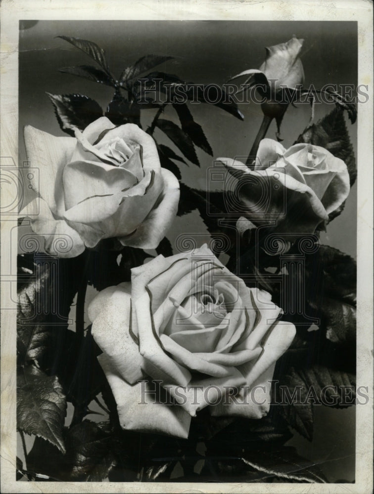 1947 Press Photo Hybrid Tea Lady Mandeville flower - RRW75155 - Historic Images