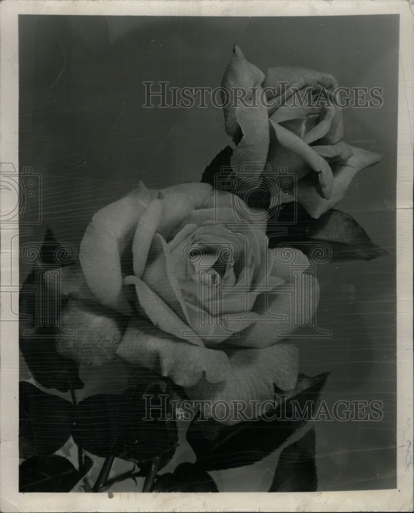 1951 Press Photo Symphonic roses flowering palnt bloom - RRW75159 - Historic Images