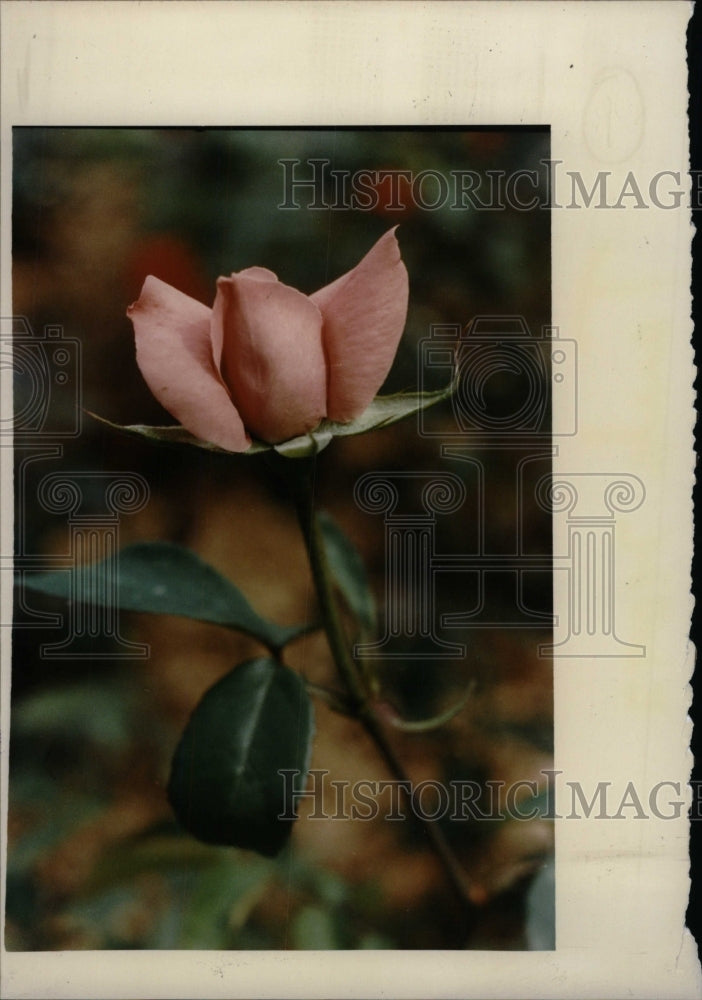 1992 Press Photo Frank Von Koss Ross flowering plant - RRW75201 - Historic Images