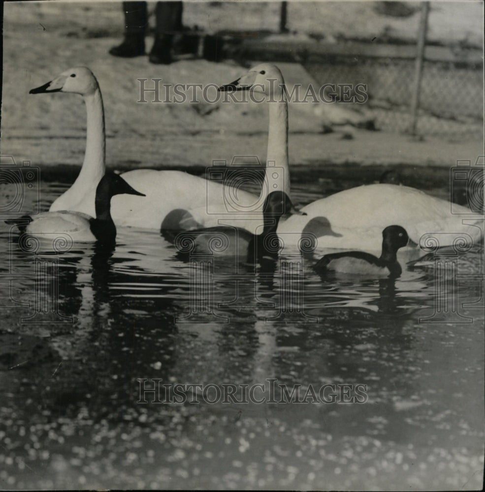 1944 Press Photo Birds Swan Hooper Canvasback Ring Neck - RRW75303 - Historic Images