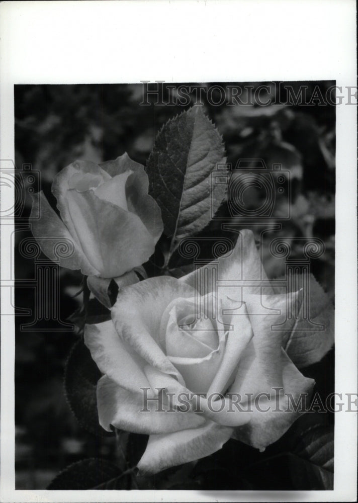 1992 Press Photo Desert Peace Rose - RRW75321 - Historic Images