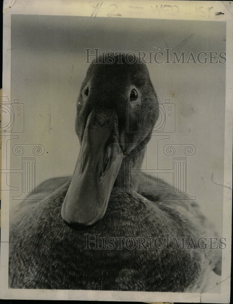 1938 Press Photo Canvasback Duck Wiiliam Finley Oregon - RRW75323 - Historic Images