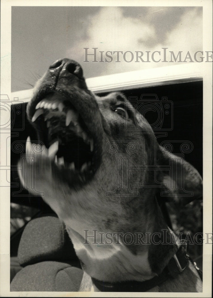 1987 Press Photo Pit Bull Canine - RRW75845 - Historic Images