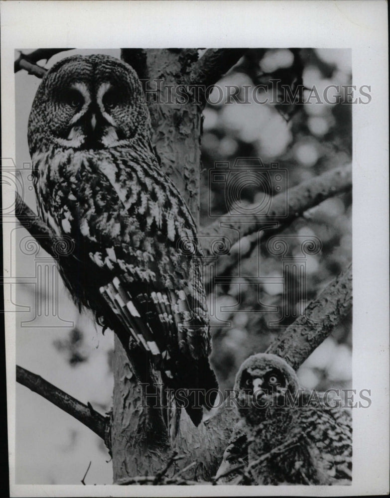 1975 Press Photo Grey Owl - RRW75853 - Historic Images