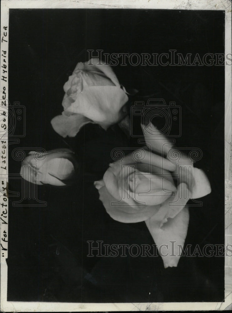 1942 Press Photo Tea Rose victory hybrid. - RRW75855 - Historic Images