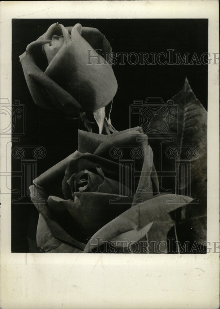 1938 Press Photo New Italian Rose &quot;Rome glory&quot;. - RRW75857 - Historic Images