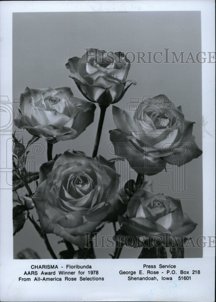 1977 Press Photo Roses Charisma Floribunda AARS - RRW75861 - Historic Images