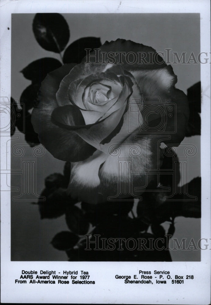 1985 Press Photo Double delight - hybrid tea rose - RRW75867 - Historic Images