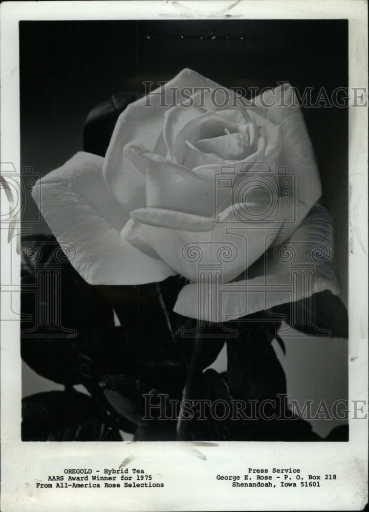 1975 Press Photo Oregold Hybrid Tea Rose - RRW75869 - Historic Images