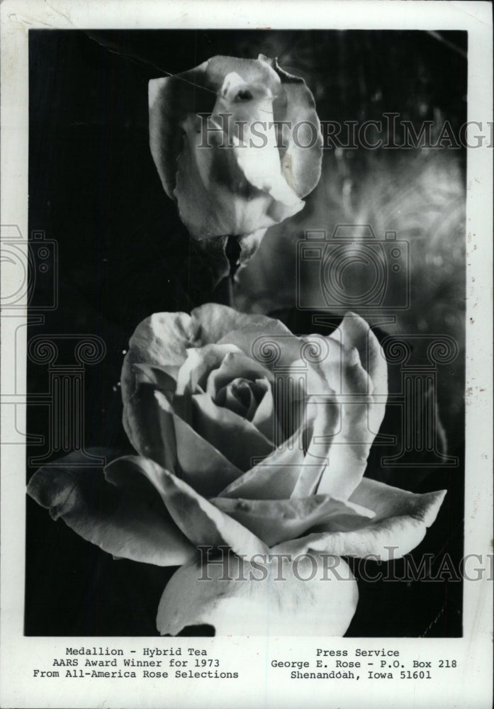 1972 Press Photo Medallion Hybrid Tea Rose - RRW75873 - Historic Images