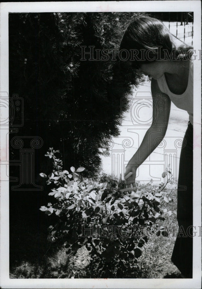 1971 Press Photo Growing roses at backyard. - RRW75877 - Historic Images