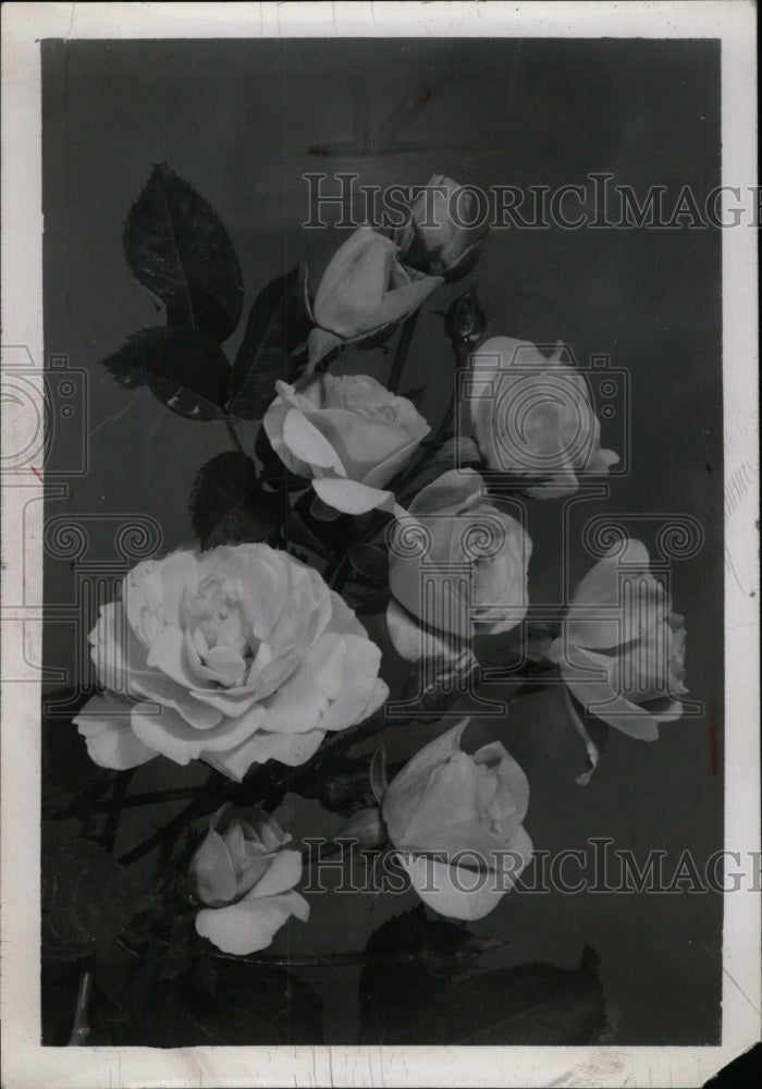 1952 Press Photo Luge Paulsen rose - RRW75881 - Historic Images