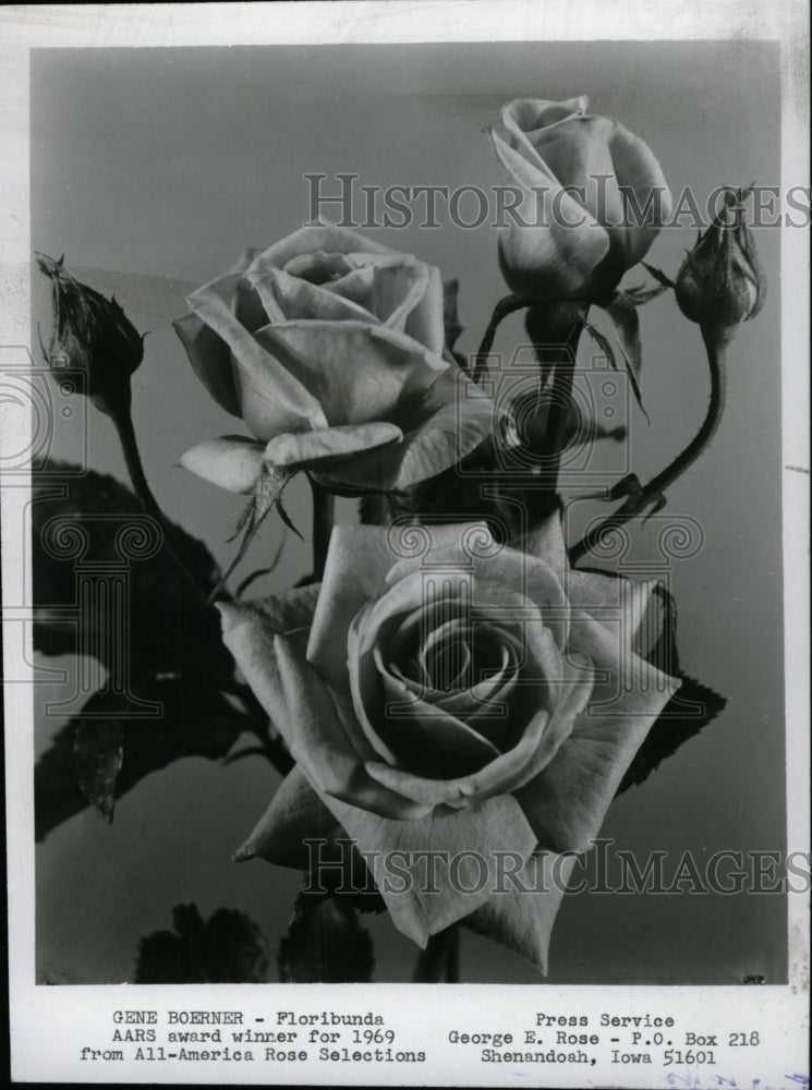 1969 Press Photo Gene Boerner Floribunda Rose AARS - RRW75887 - Historic Images