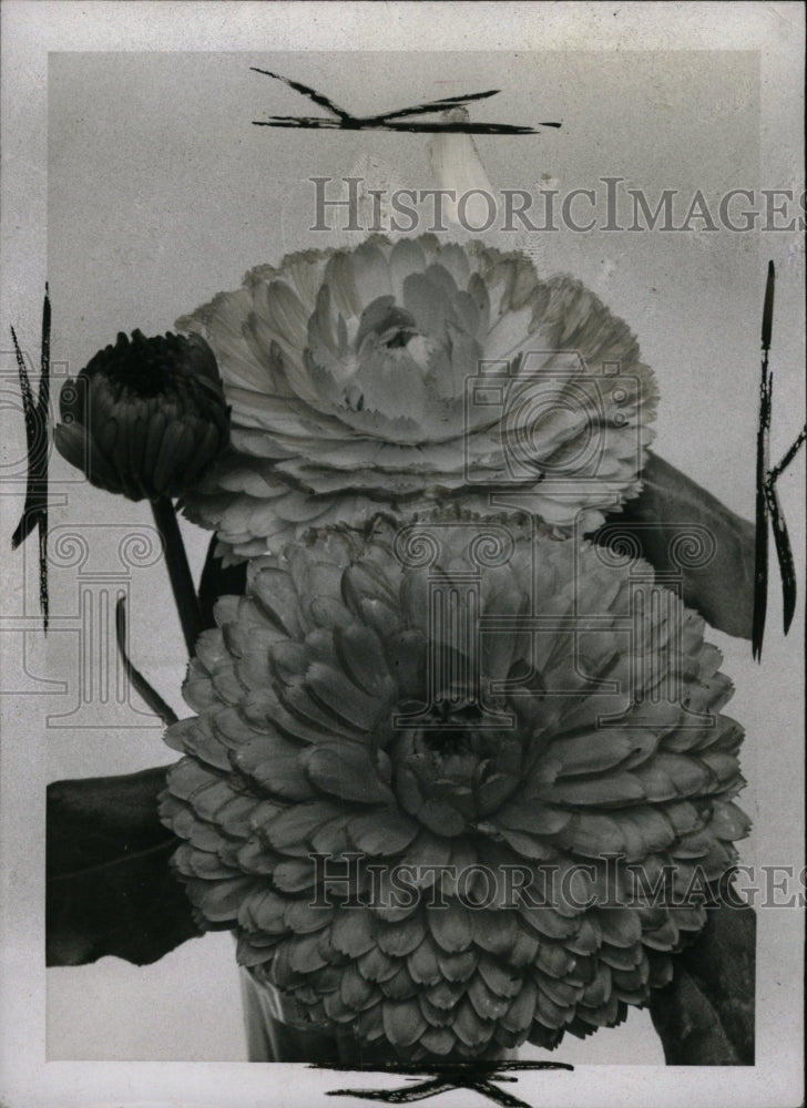 1953 Press Photo Calendulas plants - RRW76035 - Historic Images