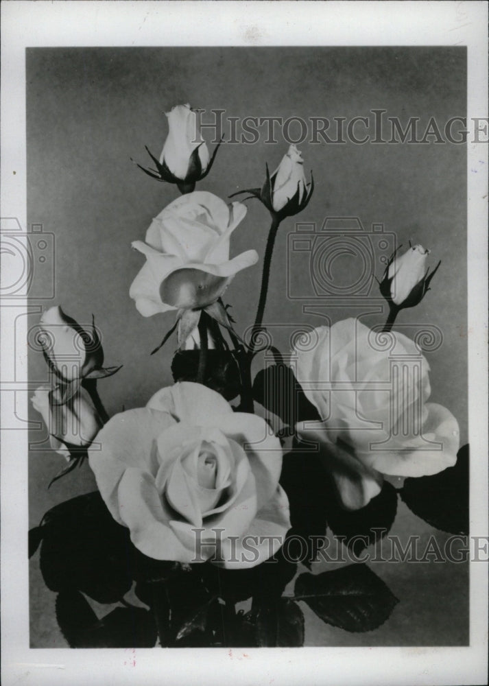 1986 Press Photo Rose Flower Fashion White Floribunda - RRW76045 - Historic Images