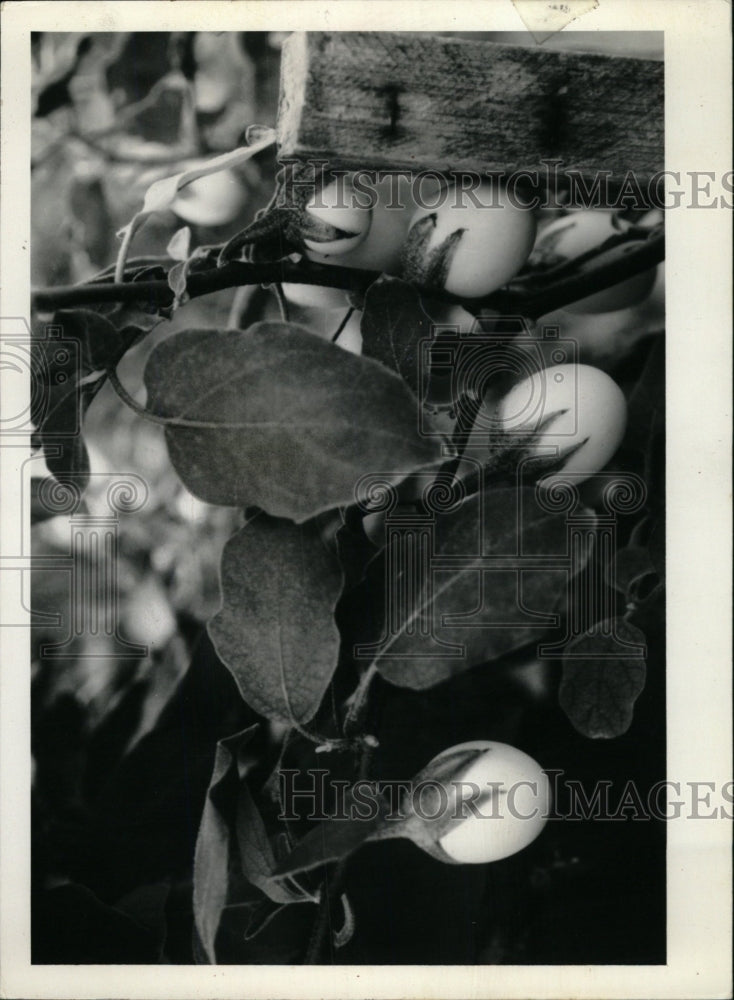 1980 Press Photo new variety eggplant - RRW76059 - Historic Images