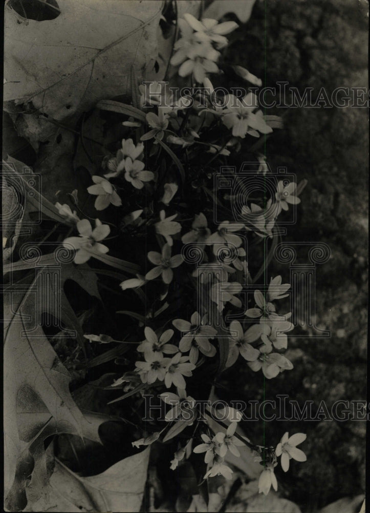 1930 Press Photo Spring beauties flowers - RRW76289 - Historic Images