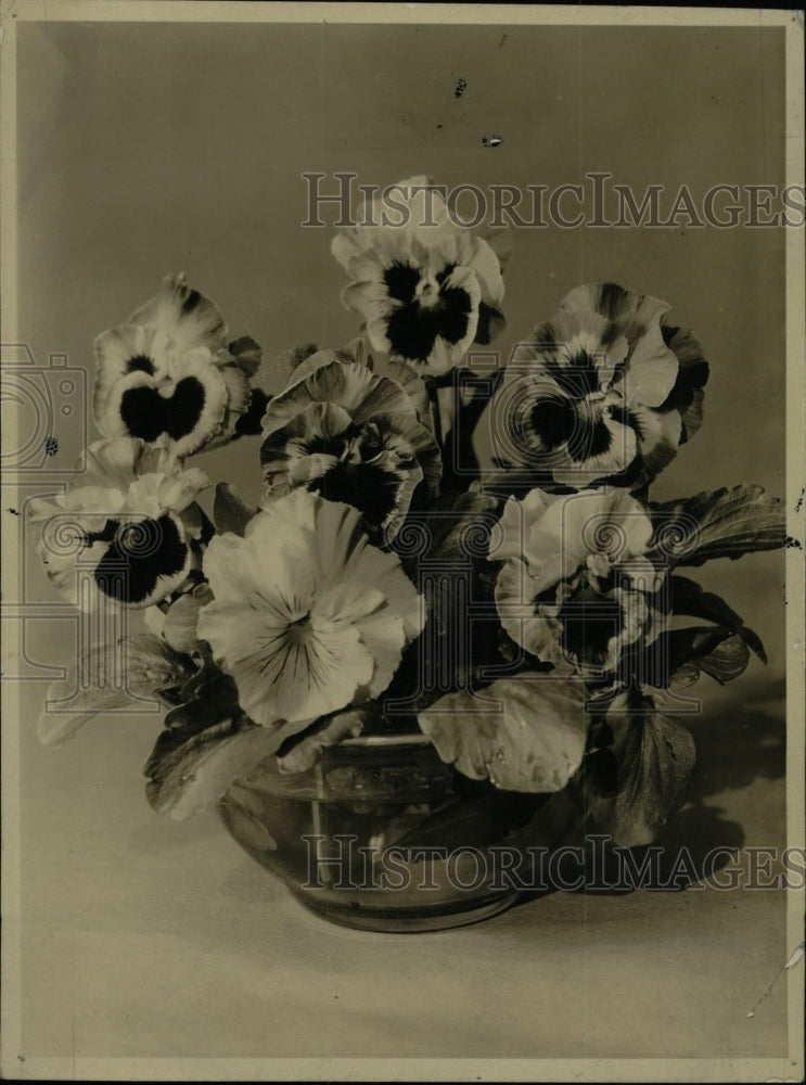 1951 Press Photo Swiss Giant pansies - RRW76291 - Historic Images