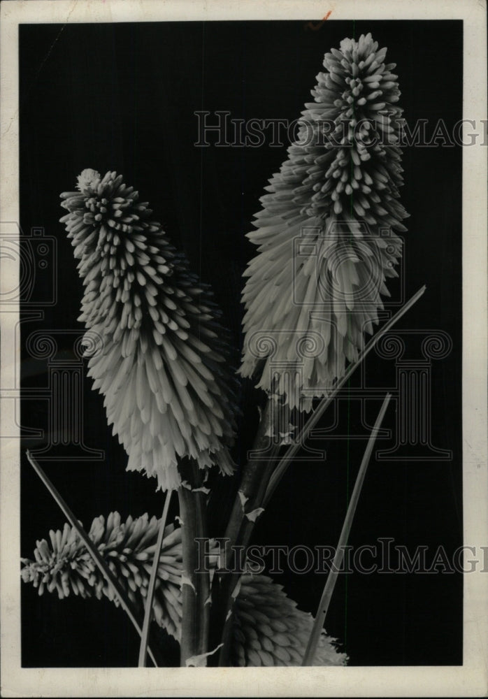 1960 Press Photo Red Hot Poker lilies - RRW76295 - Historic Images