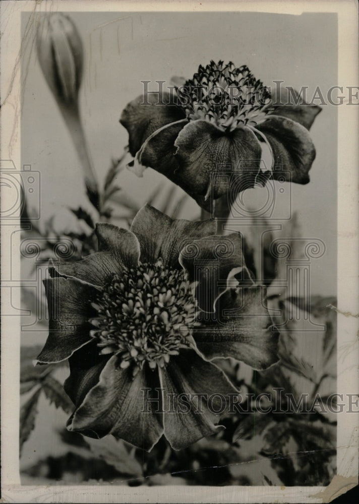 1947 Press Photo Single French Marigold Red Head Flower - RRW76297 - Historic Images