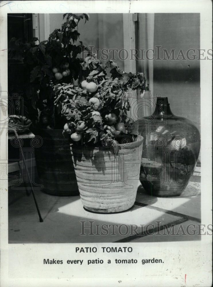 1974 Press Photo A pot of tomato plant - RRW76443 - Historic Images