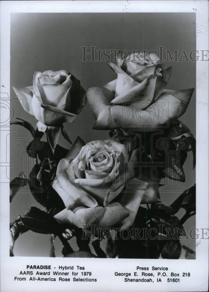 1978 Press Photo Hybrid Tea Roses - RRW76457 - Historic Images