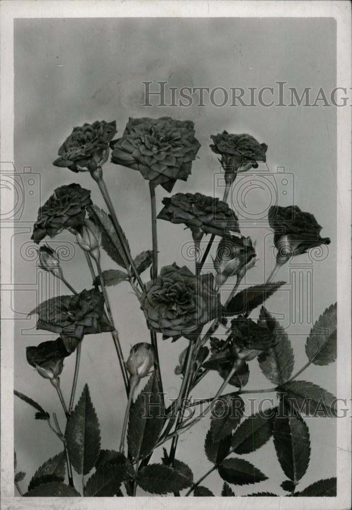 1951 Press Photo Red Imp Roses - RRW76469 - Historic Images