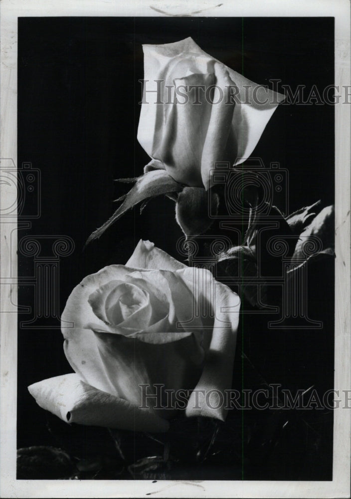 1969 Press Photo Full bloom rose - RRW76539 - Historic Images