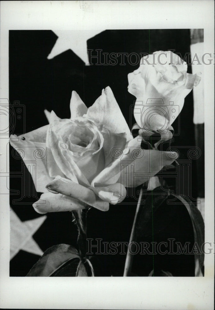 1966 Press Photo American Heritage Roses - RRW76541 - Historic Images