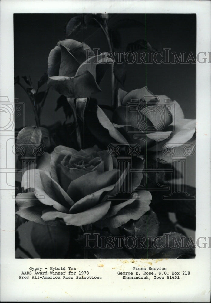 1972 Press Photo Gypsy - Hybrid tea rose - RRW76545 - Historic Images