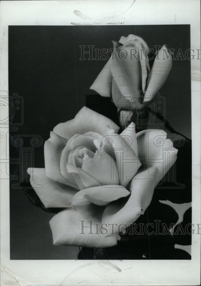 1966 Press Photo Lucky Lady Roses - RRW76551 - Historic Images