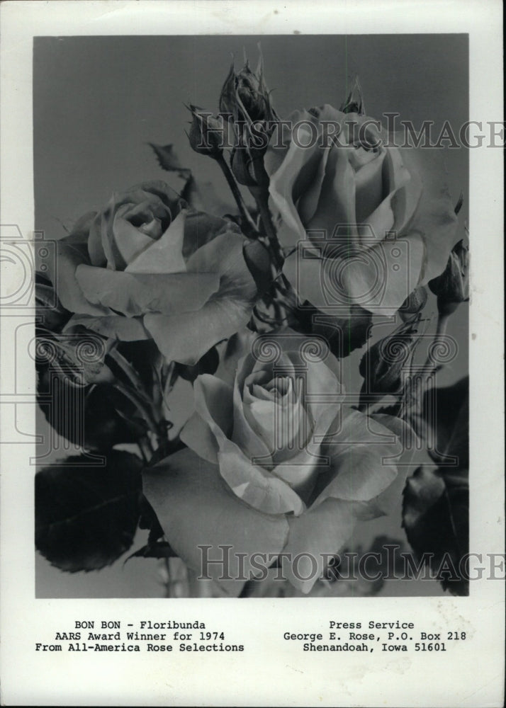 1974 Press Photo Bon Bon -Floribunda rose - RRW76553 - Historic Images