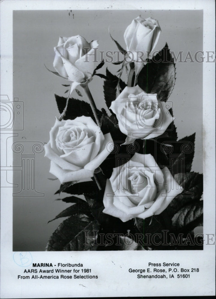 1980 Press Photo Marina Floribunda Rose AARS Award - RRW76561 - Historic Images