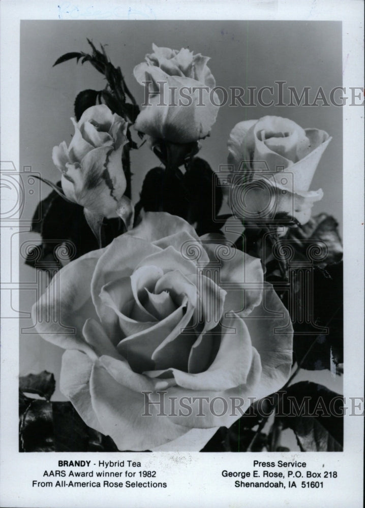 1981 Press Photo Brandy - Hybrid Tea rose - RRW76567 - Historic Images