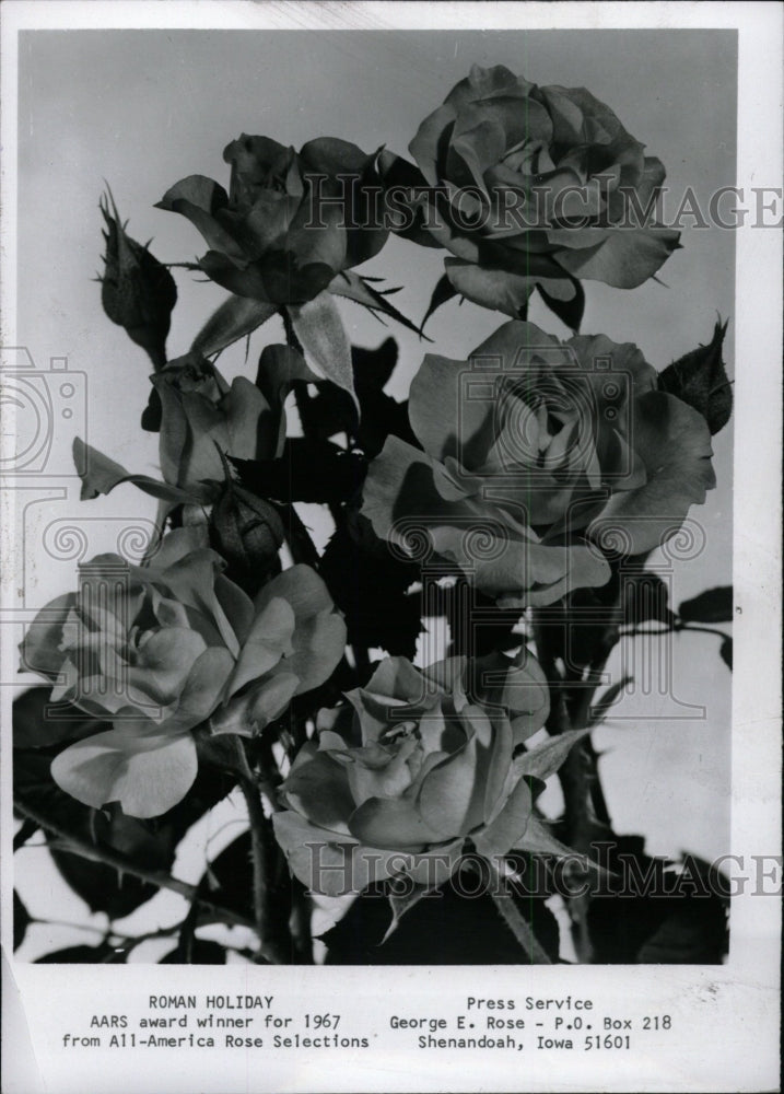 1967 Press Photo Roman Holiday rose - RRW76569 - Historic Images