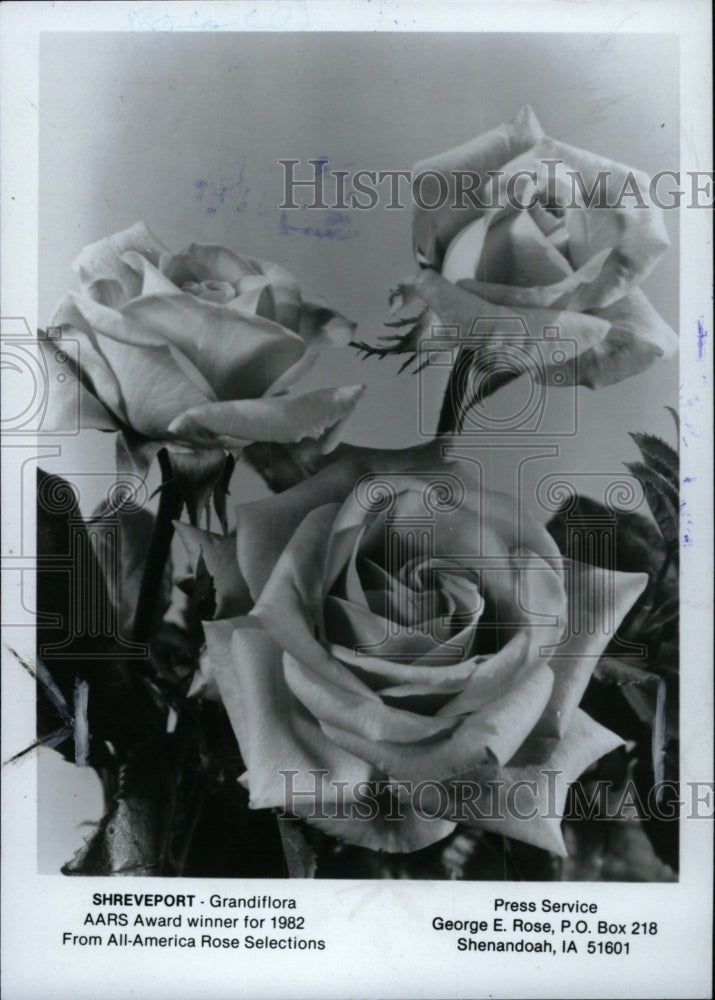 1981 Press Photo Shreveport - Grandiflora rose - RRW76575 - Historic Images