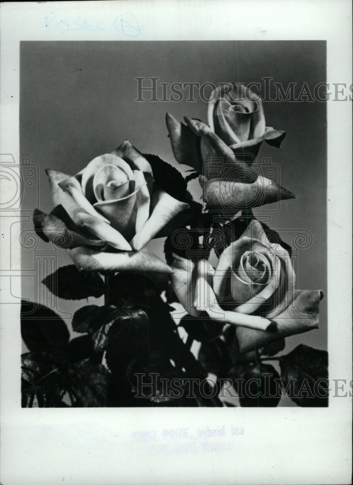 1983 Press Photo Hybrid tea rose - RRW76579 - Historic Images