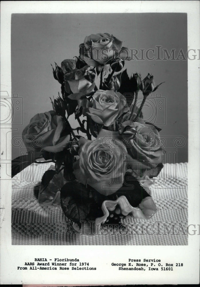 1978 Press Photo All American Rose Selections Bahia - RRW76585 - Historic Images