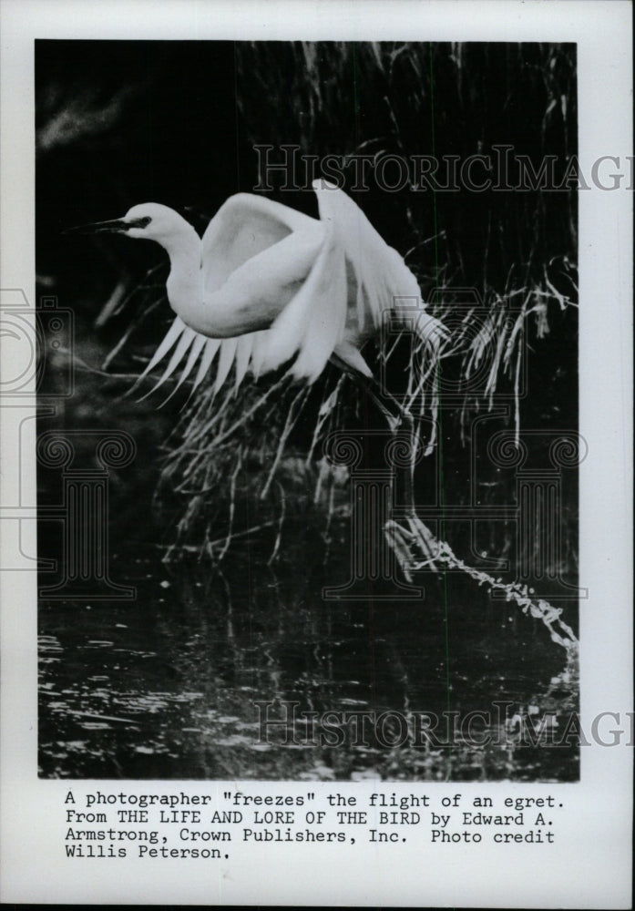 1975 Press Photo The Life And The Lore of The Bird - RRW76595 - Historic Images