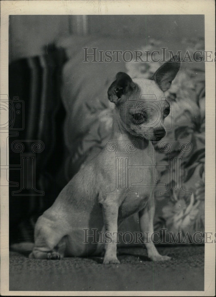 1951 Press Photo Chihuahua Sits On Couch - RRW76647 - Historic Images