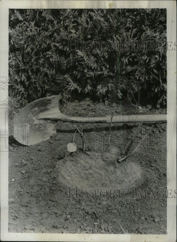 1962 Press Photo Planting Rose Bush Garden - RRW76713 - Historic Images