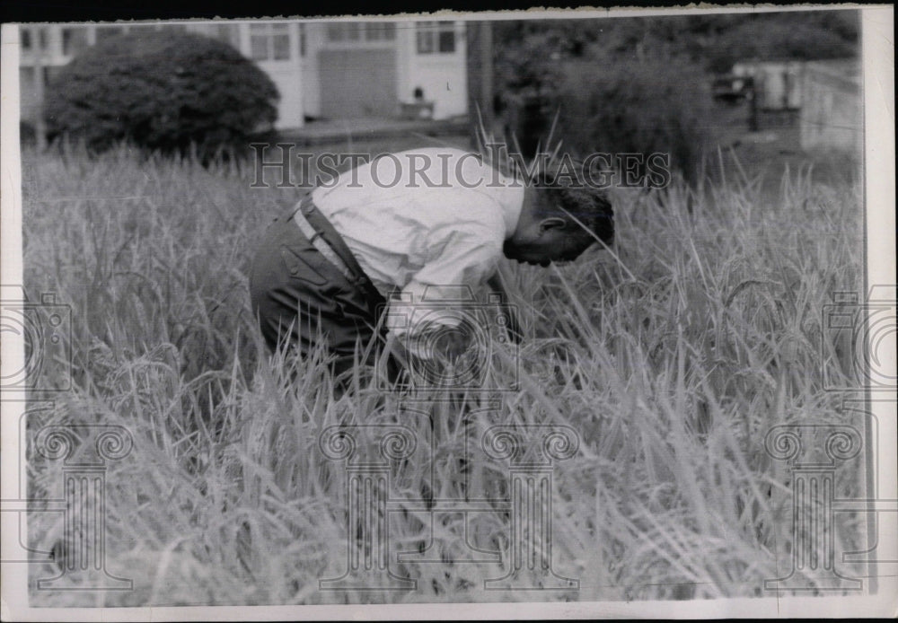 1963 Press Photo Japan Emperor Hirohito In Rice Field - RRW77081 - Historic Images