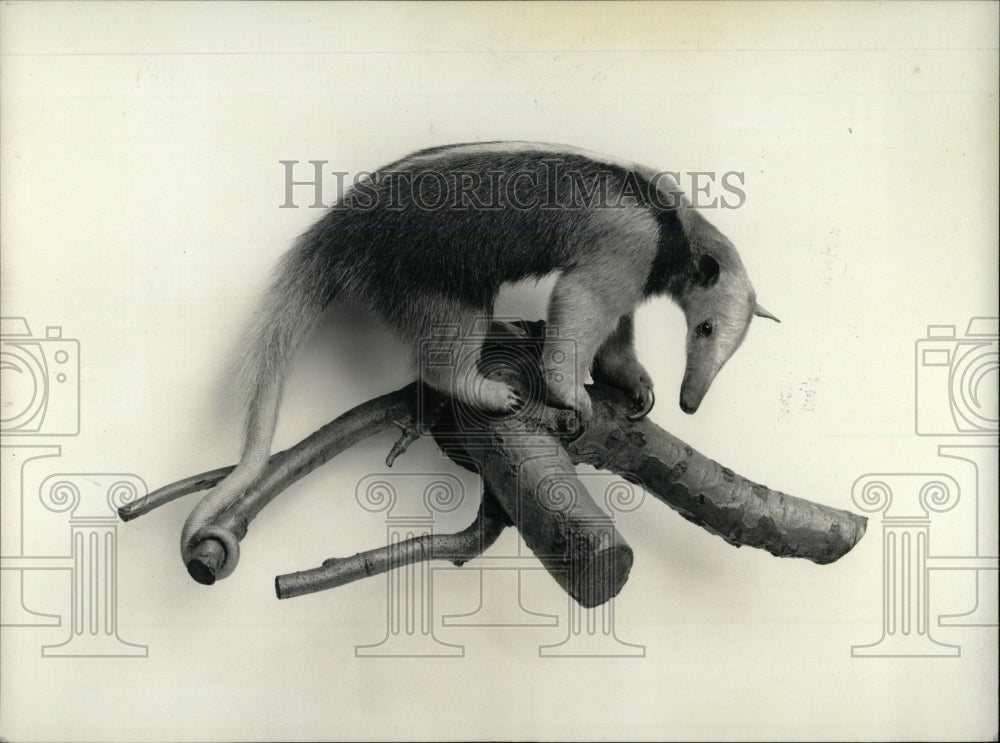 None Press Photo Anteater Field Museum - RRW77233 - Historic Images