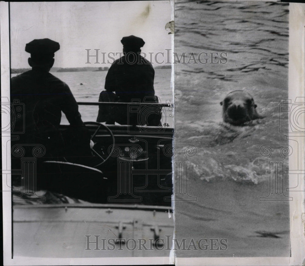 1958 Press Photo Police Chase Escaped Sea Lion - RRW77239 - Historic Images