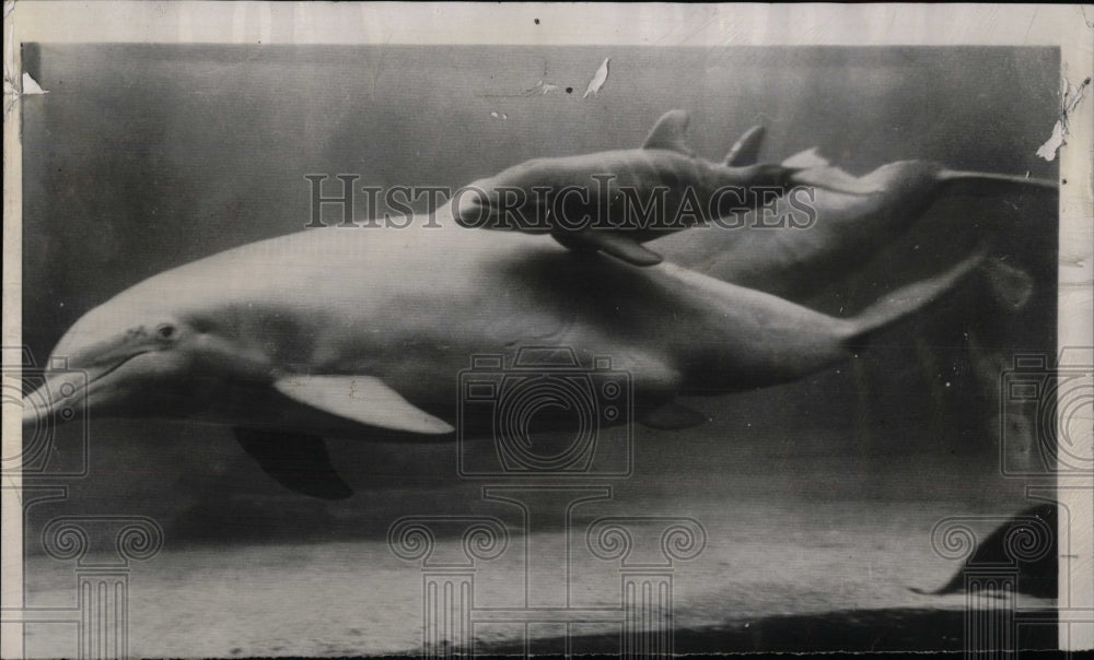 1956 Press Photo Perky Susie Porpoise Lincoln Park Zoo - RRW77321 - Historic Images