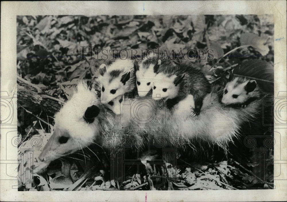 1967 Press Photo Oppossum ,night creature on roadsides. - RRW77385 - Historic Images