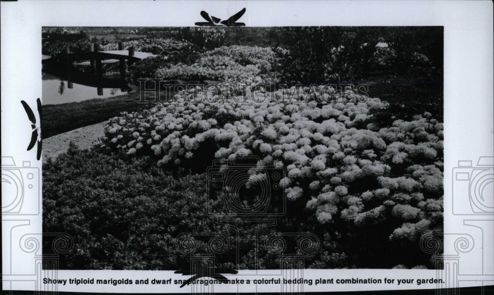 1976 Press Photo Marigolds - RRW77577 - Historic Images