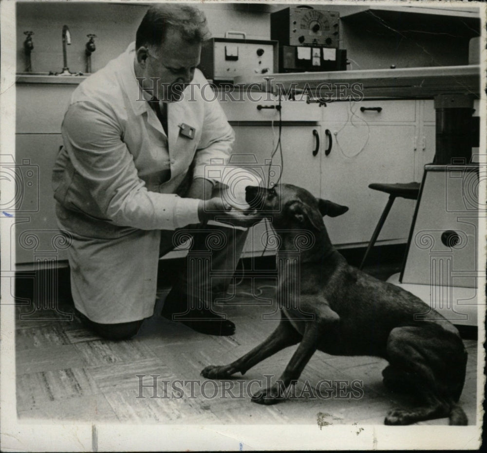 1964 Press Photo Dog After Medical Research Testing - RRW77847 - Historic Images